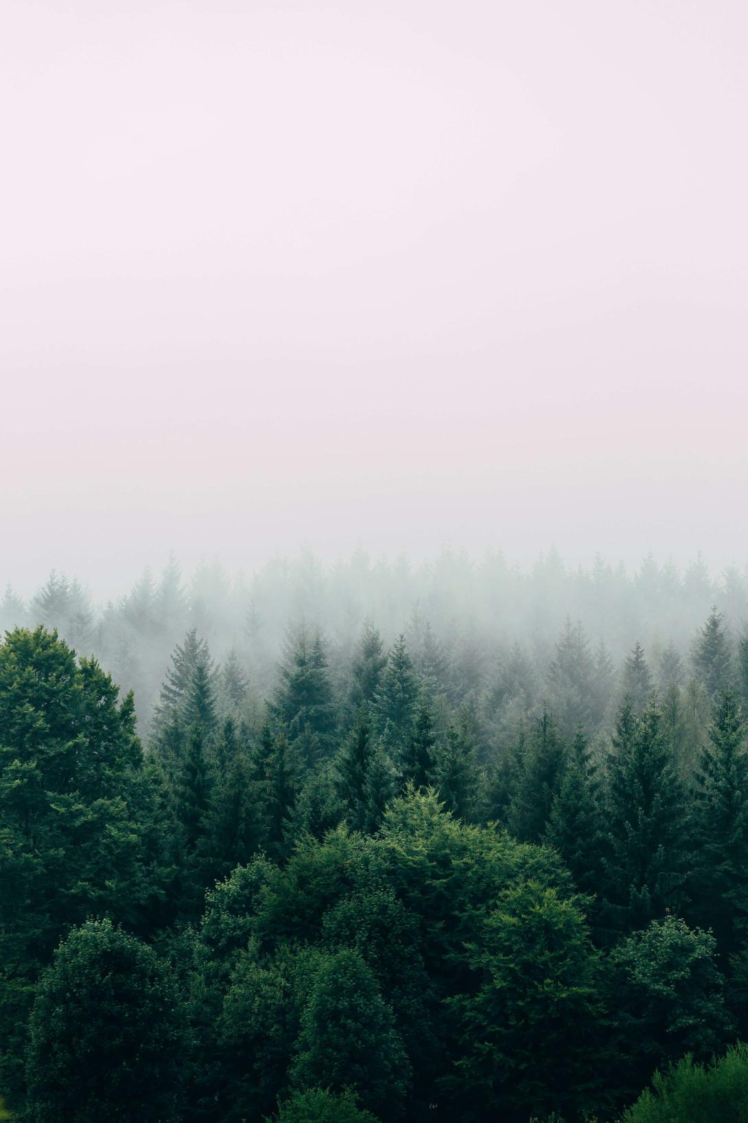 Forest image